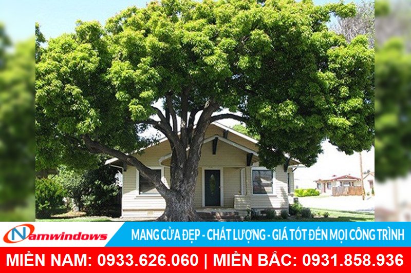 Không nên trồng cây lớn ngoài cửa sổ